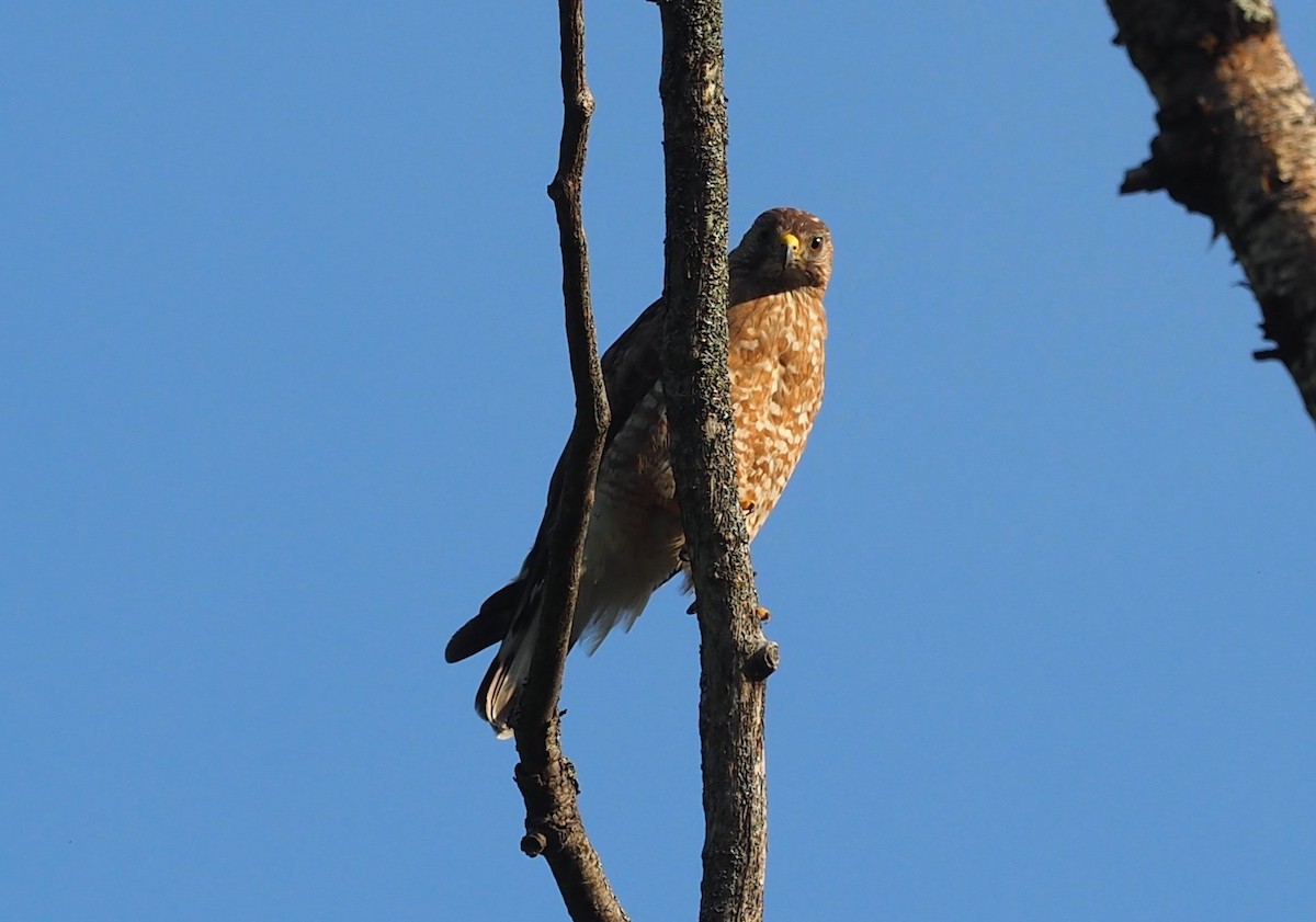 Broad-winged Hawk - ML251756771