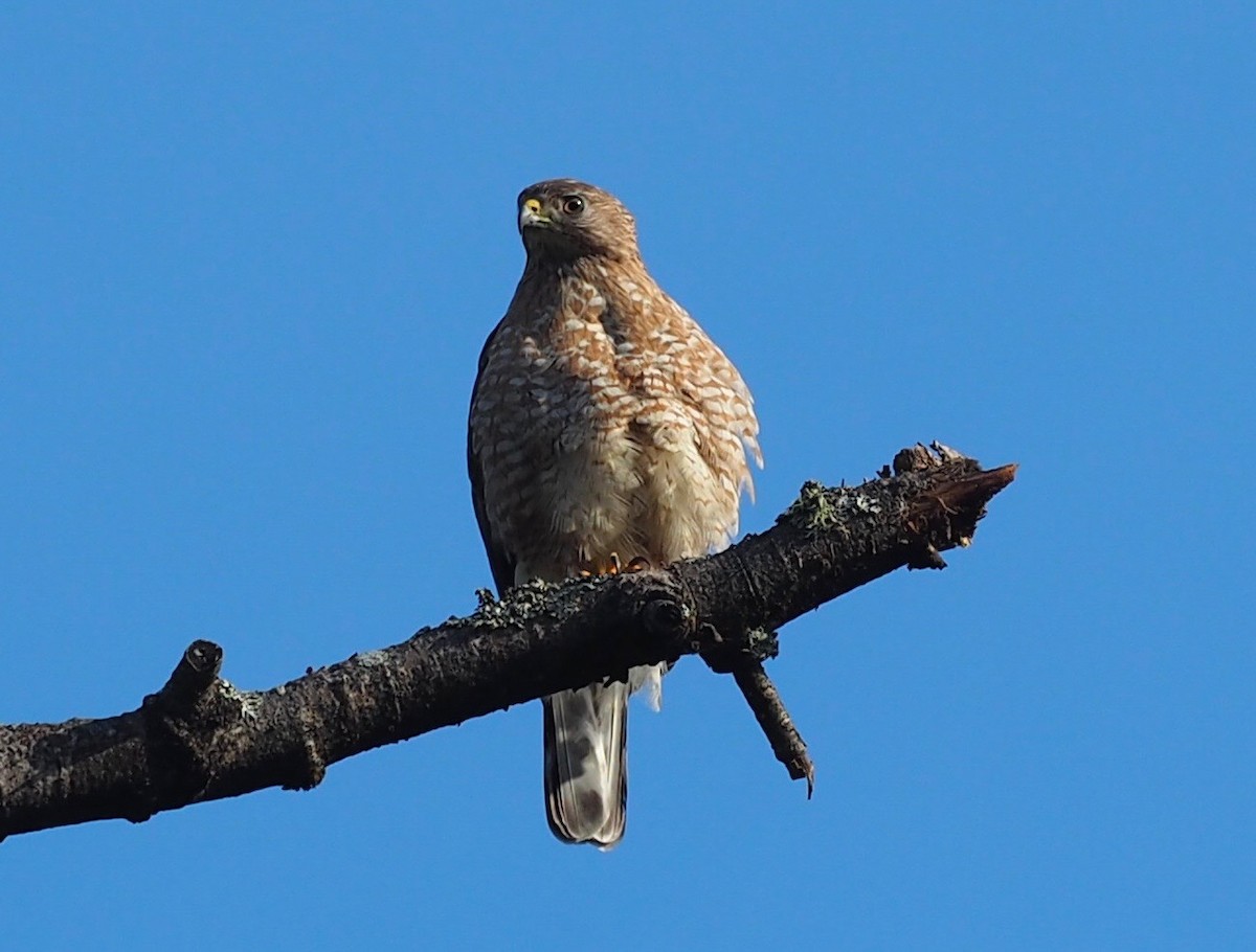 Broad-winged Hawk - ML251756781