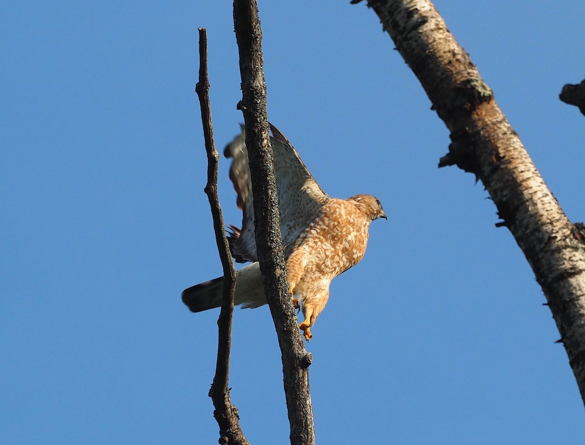 Broad-winged Hawk - ML251756791