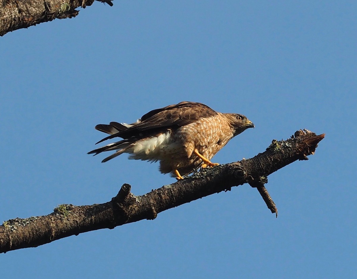 Broad-winged Hawk - ML251756801
