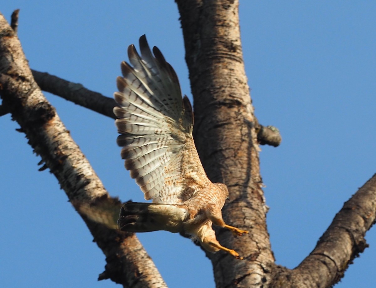 Broad-winged Hawk - ML251756811