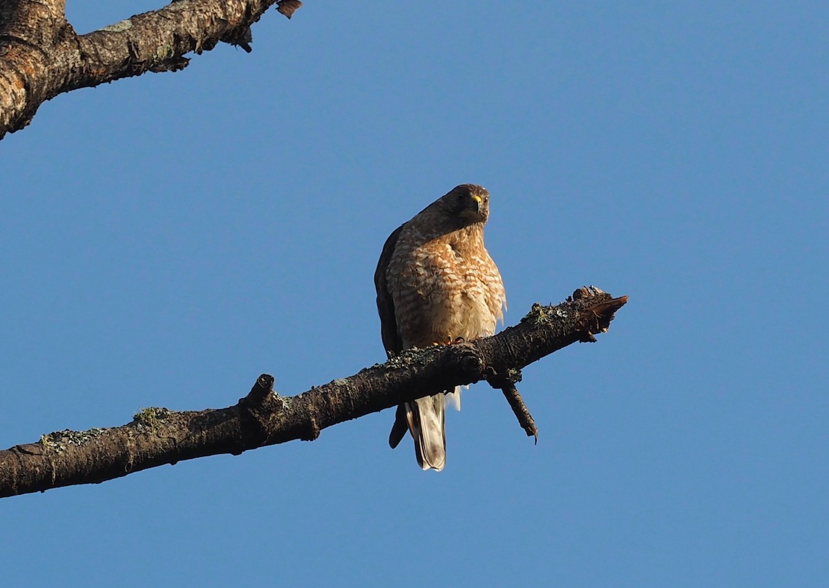 Broad-winged Hawk - ML251756821