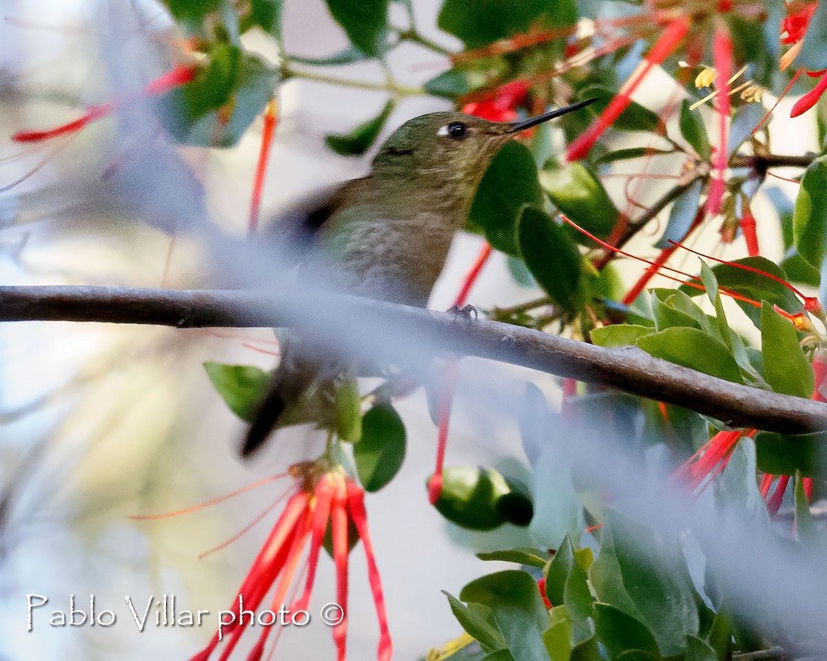 Colibri du Chili - ML251756961