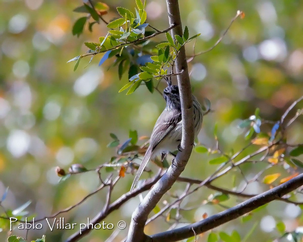 Tufted Tit-Tyrant - ML251757131