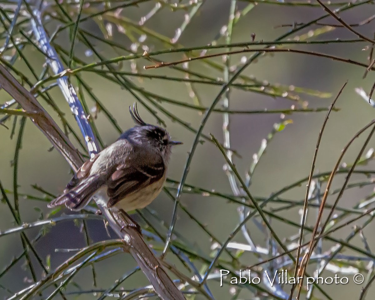 Tufted Tit-Tyrant - Pablo Villar