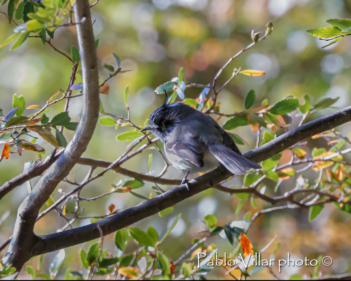 Tufted Tit-Tyrant - ML251757151