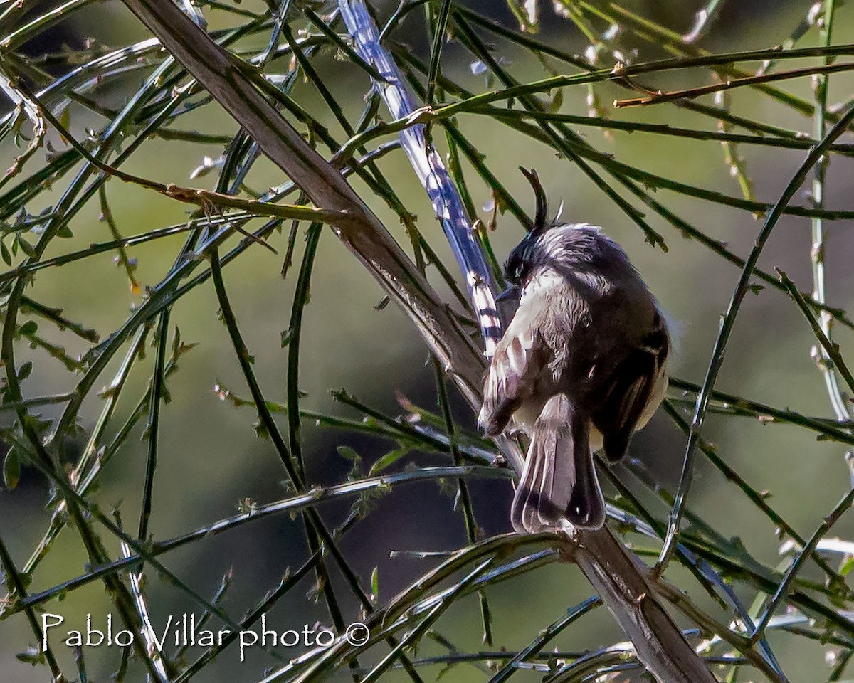 Tufted Tit-Tyrant - ML251757161