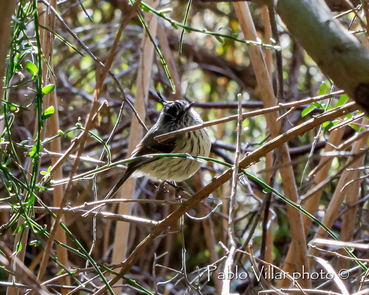 Tufted Tit-Tyrant - ML251757171