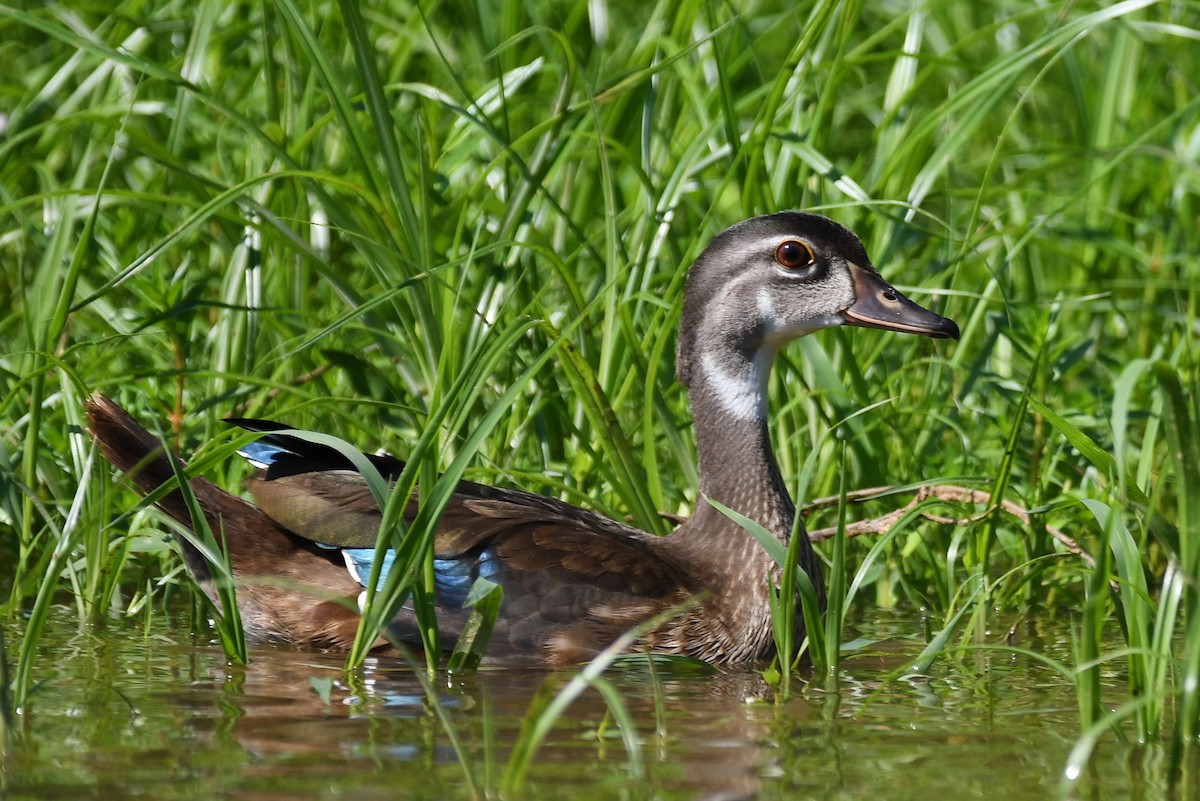 Wood Duck - ML251757381