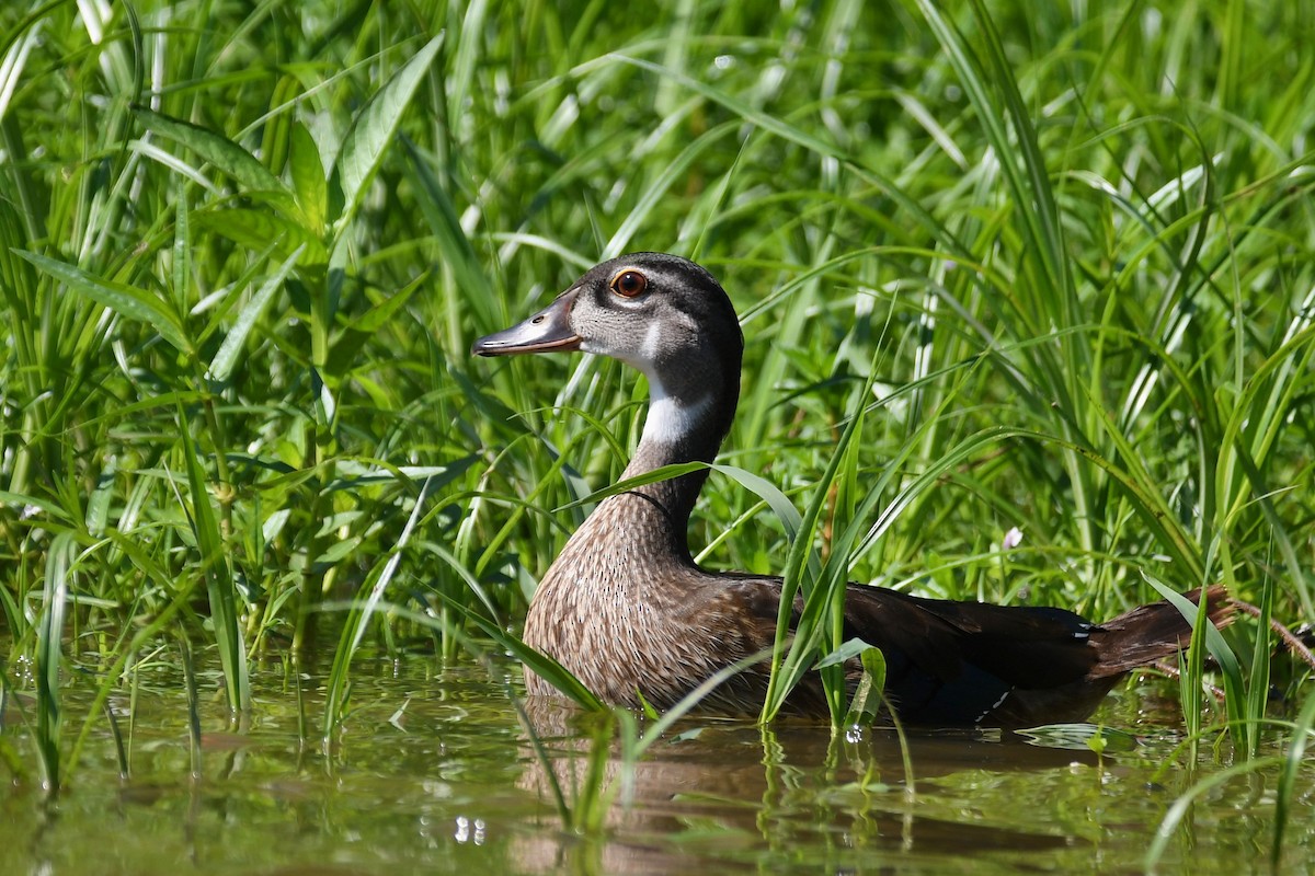 Wood Duck - Matt Spangler