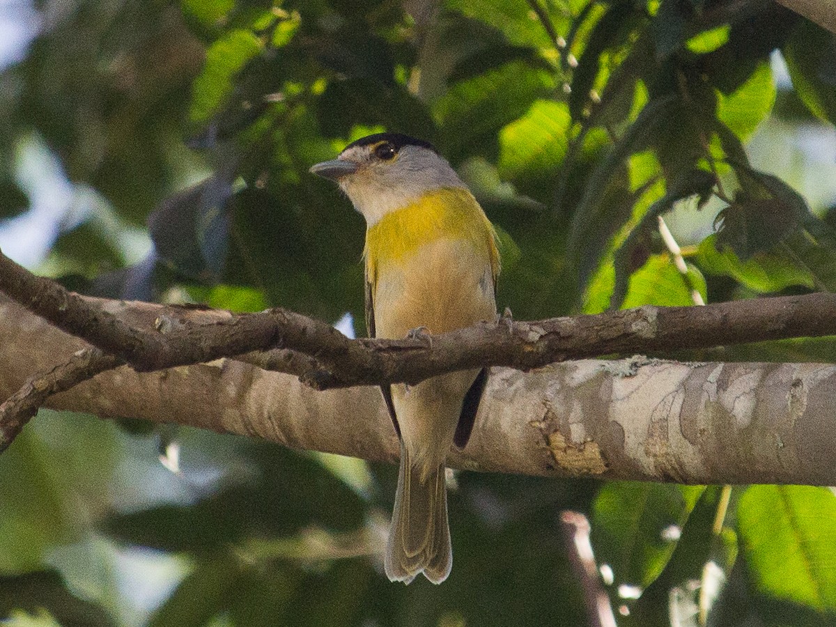 Green-backed Becard - João Souza