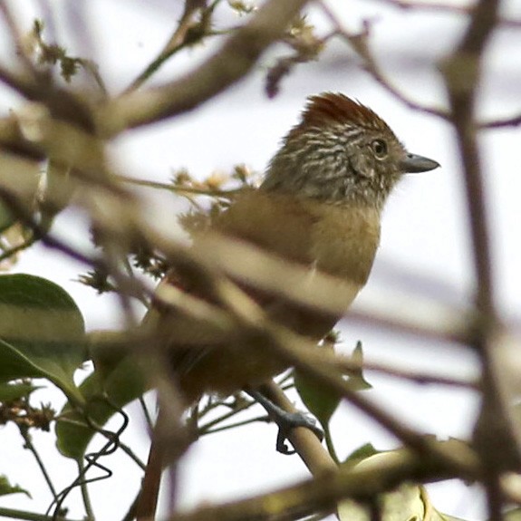 Chapman's Antshrike - ML251758121