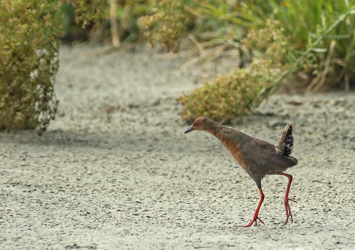 Ruddy-breasted Crake - Adrian Moss