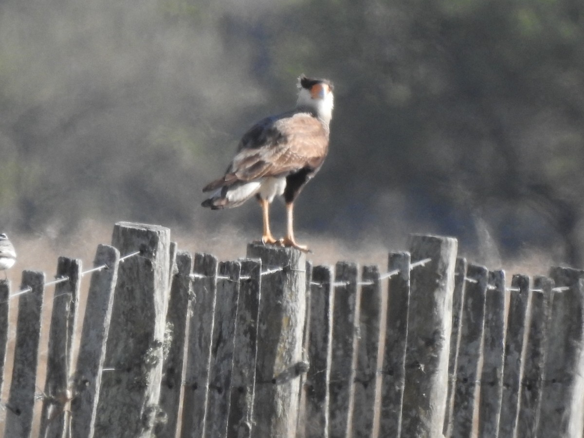 Caracara huppé (plancus) - ML251759711