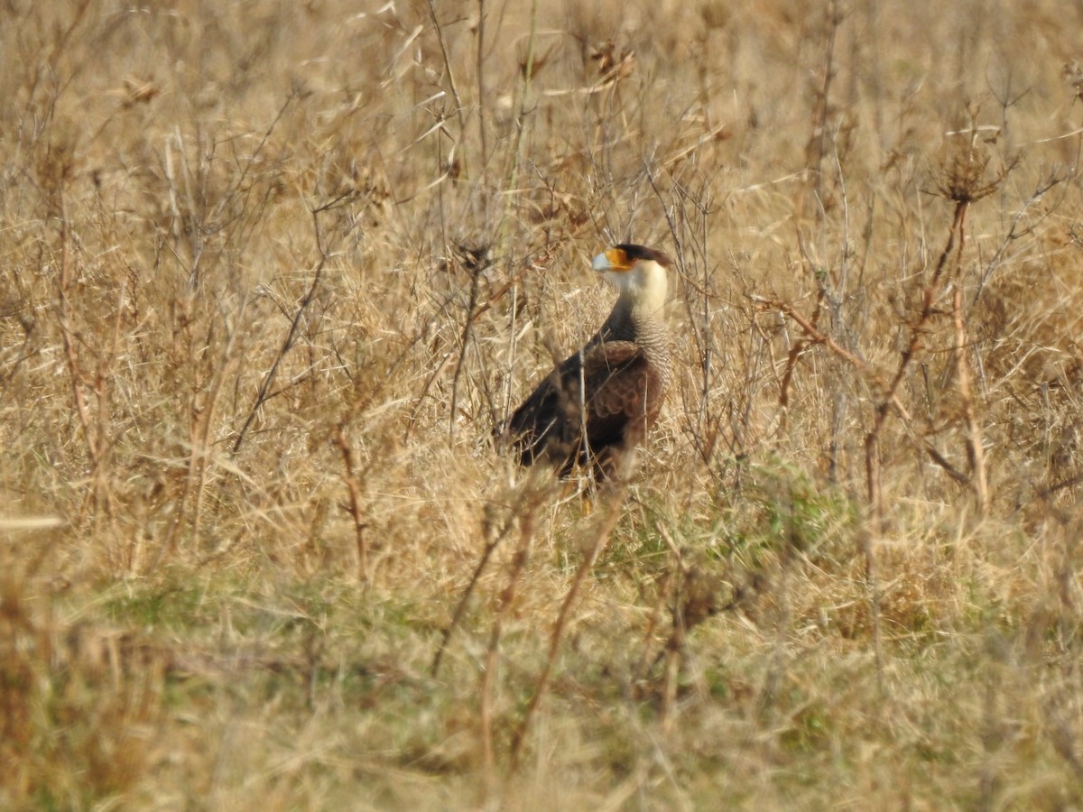 Crested Caracara (Southern) - Fabian Lertora