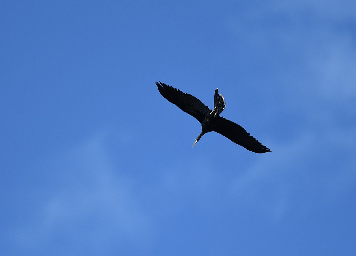 Anhinga Americana - ML251762051