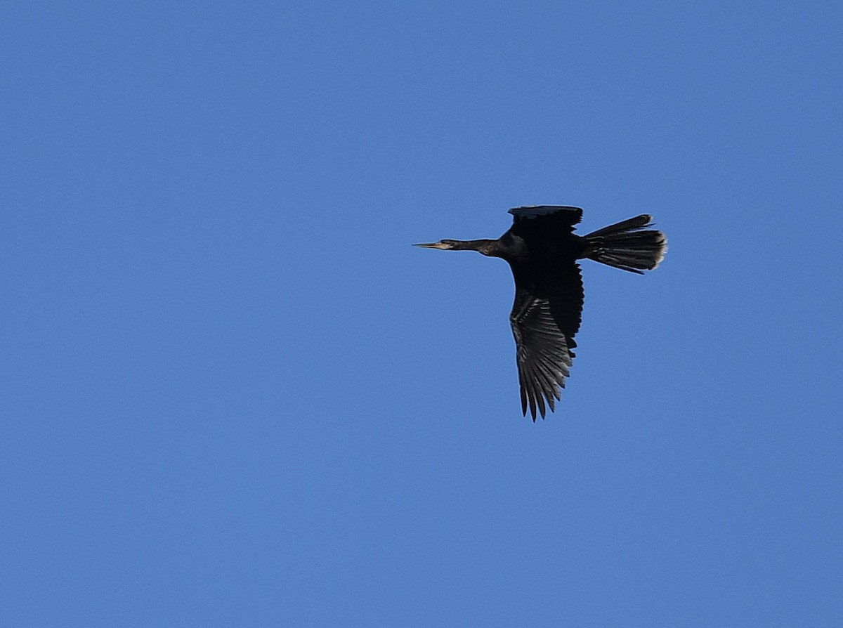 Amerika-Schlangenhalsvogel - ML251762061