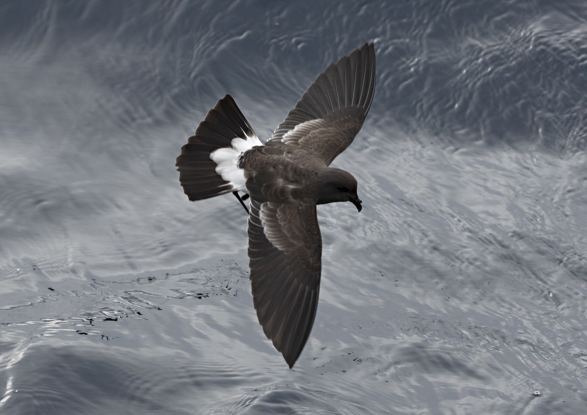 Black-bellied Storm-Petrel - Chris Burwell