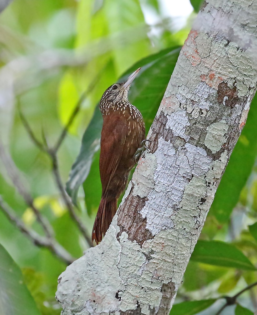 Straight-billed Woodcreeper - ML251763311