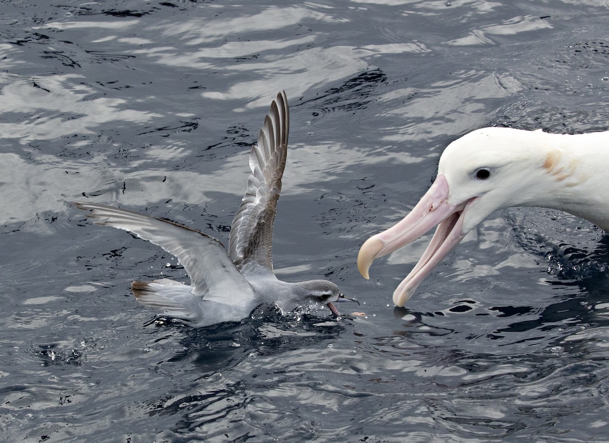 Antarctic Prion - ML251763511