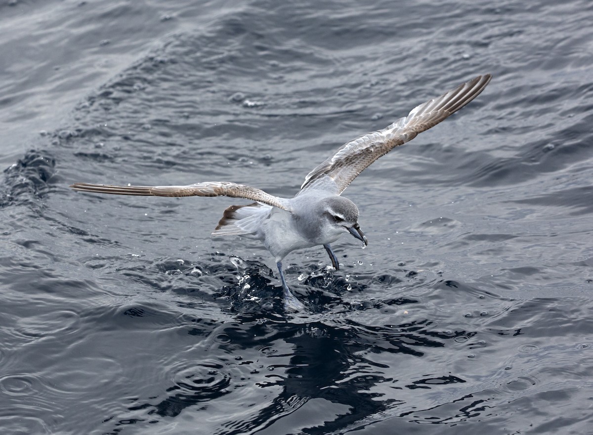 Antarctic Prion - ML251763621