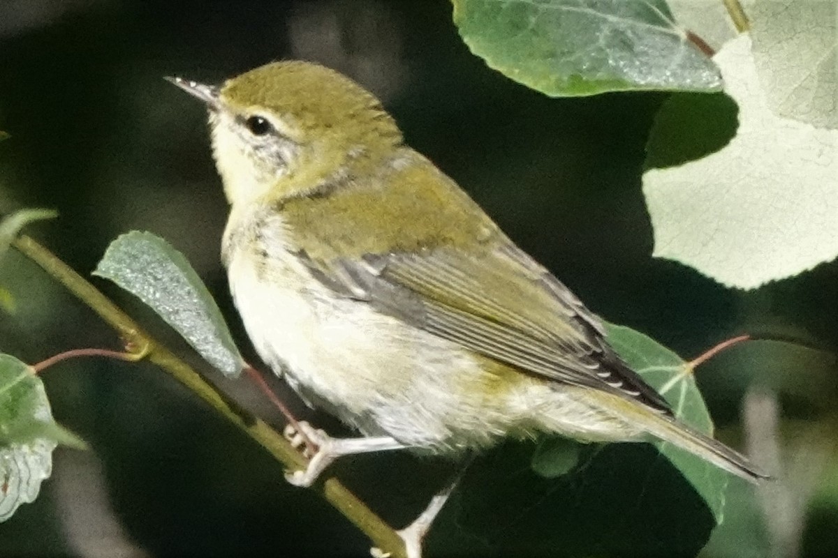 Tennessee Warbler - Mike Blancher