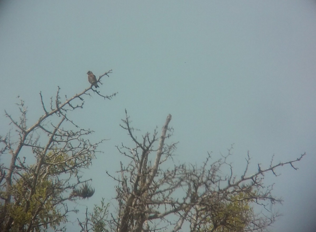 Southern Rough-winged Swallow - ML251765071