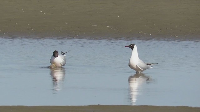Brown-hooded Gull - ML251765101