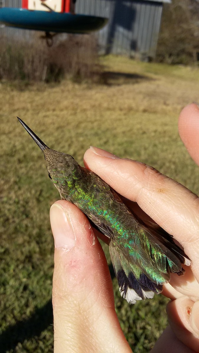 Ruby-throated Hummingbird - ML25176661