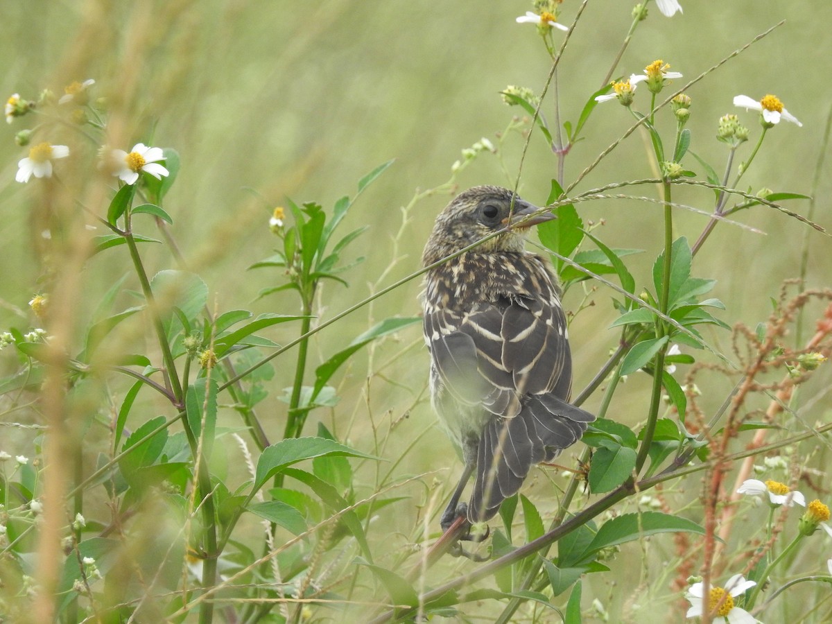 Red-winged Blackbird - ML251766891