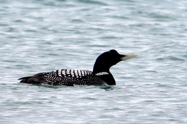 Yellow-billed Loon - Ken Wright