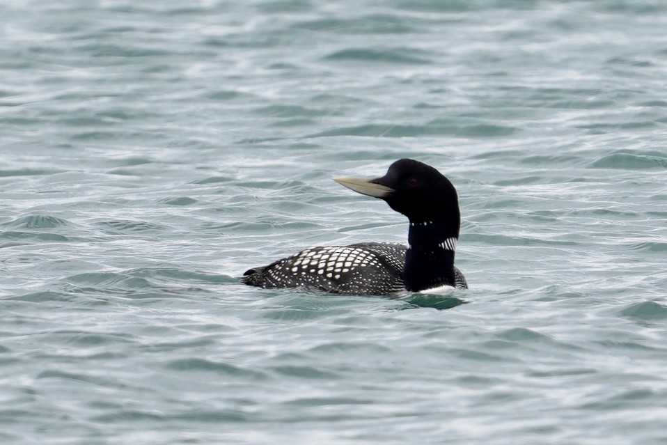 Yellow-billed Loon - ML251768301