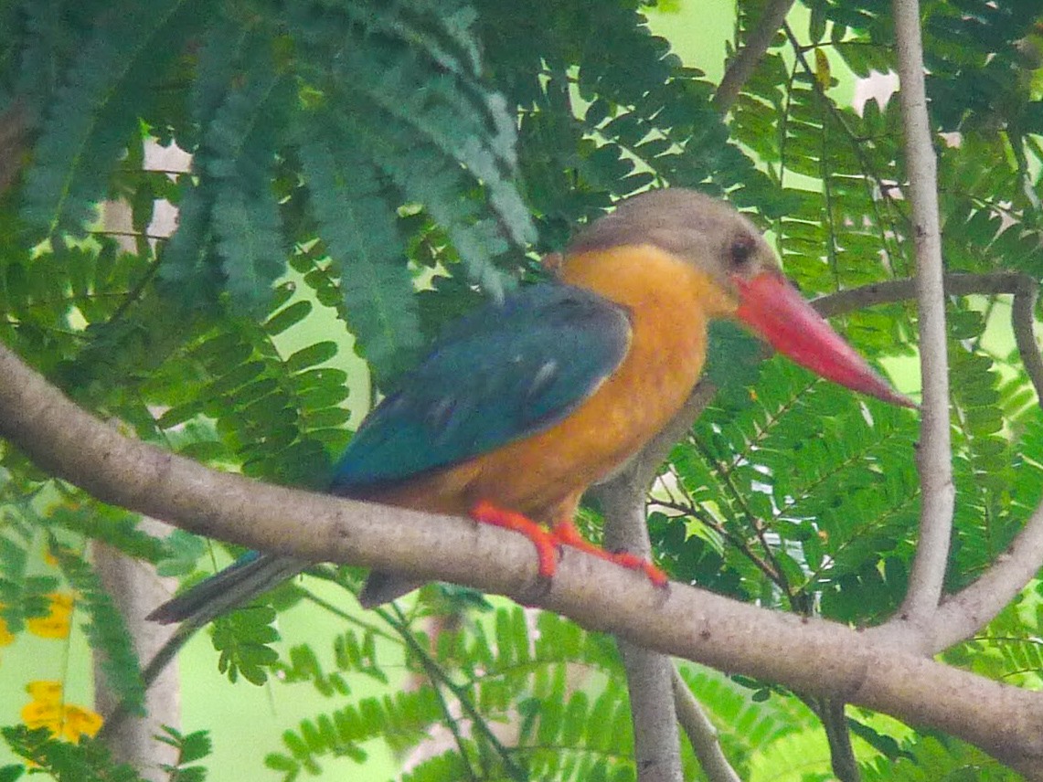 Stork-billed Kingfisher - ML251769221