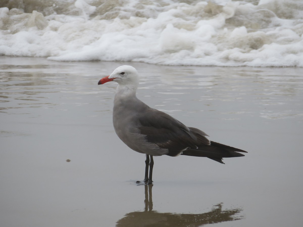 Heermann's Gull - ML251769261