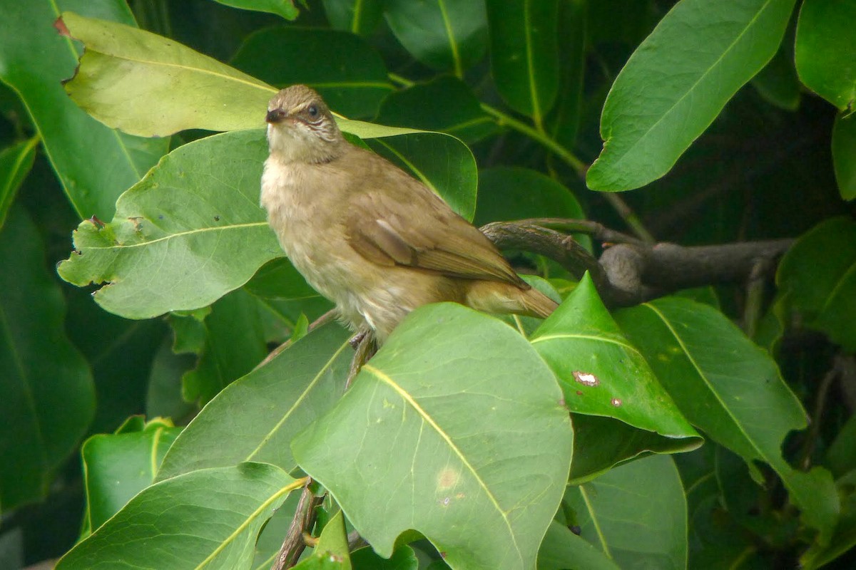 Streak-eared Bulbul - Roger Horn