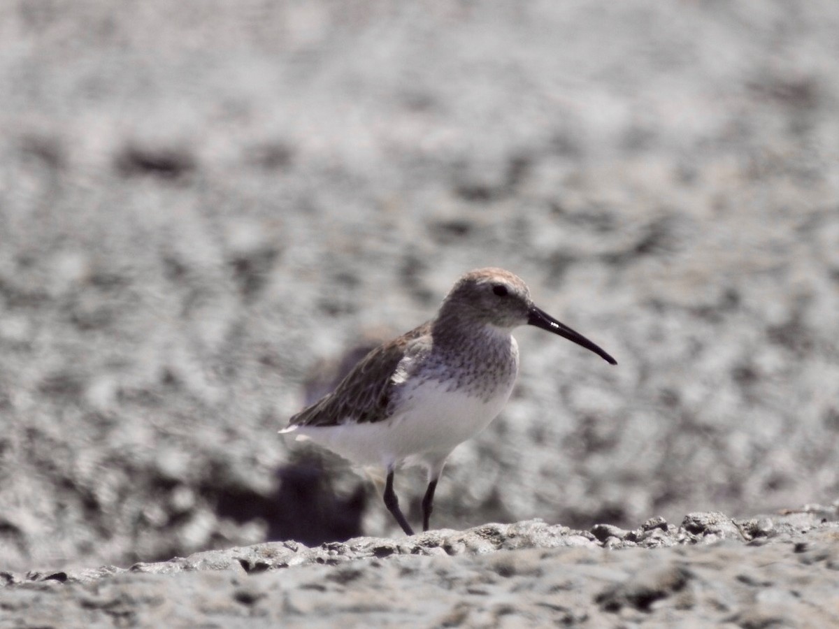 Dunlin - ML251771671