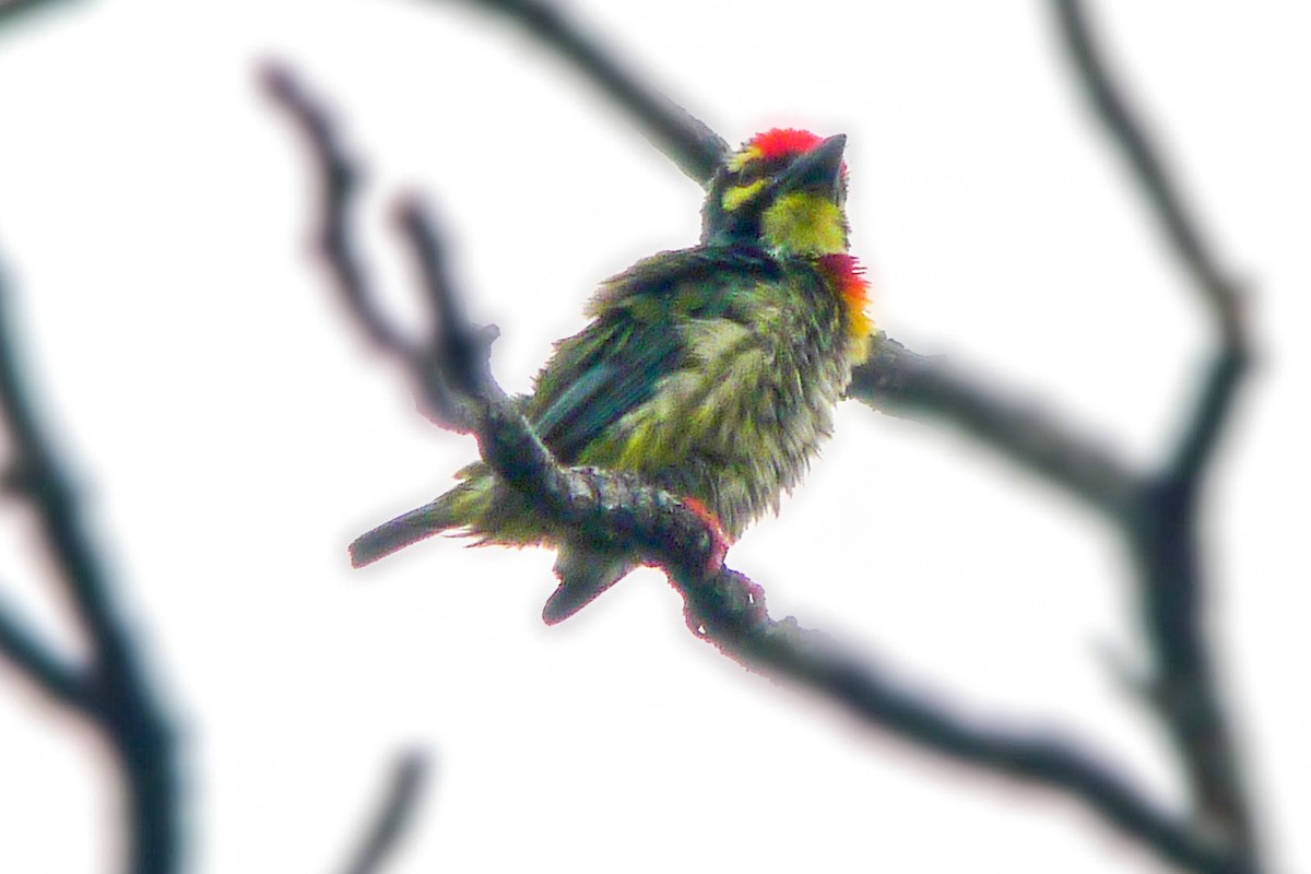 Coppersmith Barbet - ML251772481