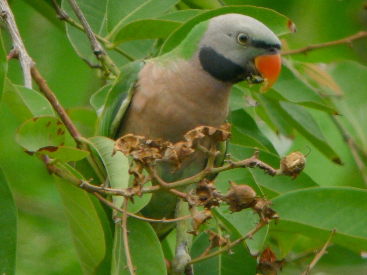 Red-breasted Parakeet - ML251772521