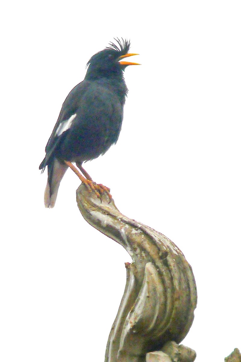 Great Myna - ML251773101