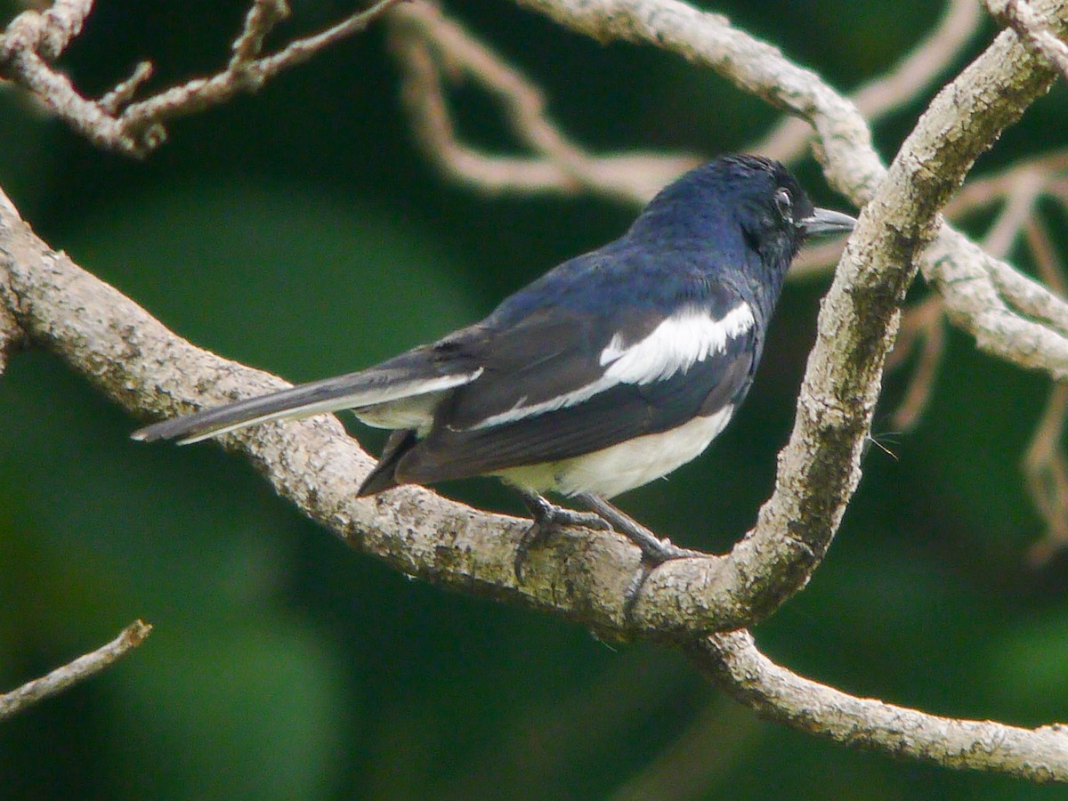 Oriental Magpie-Robin - ML251773211