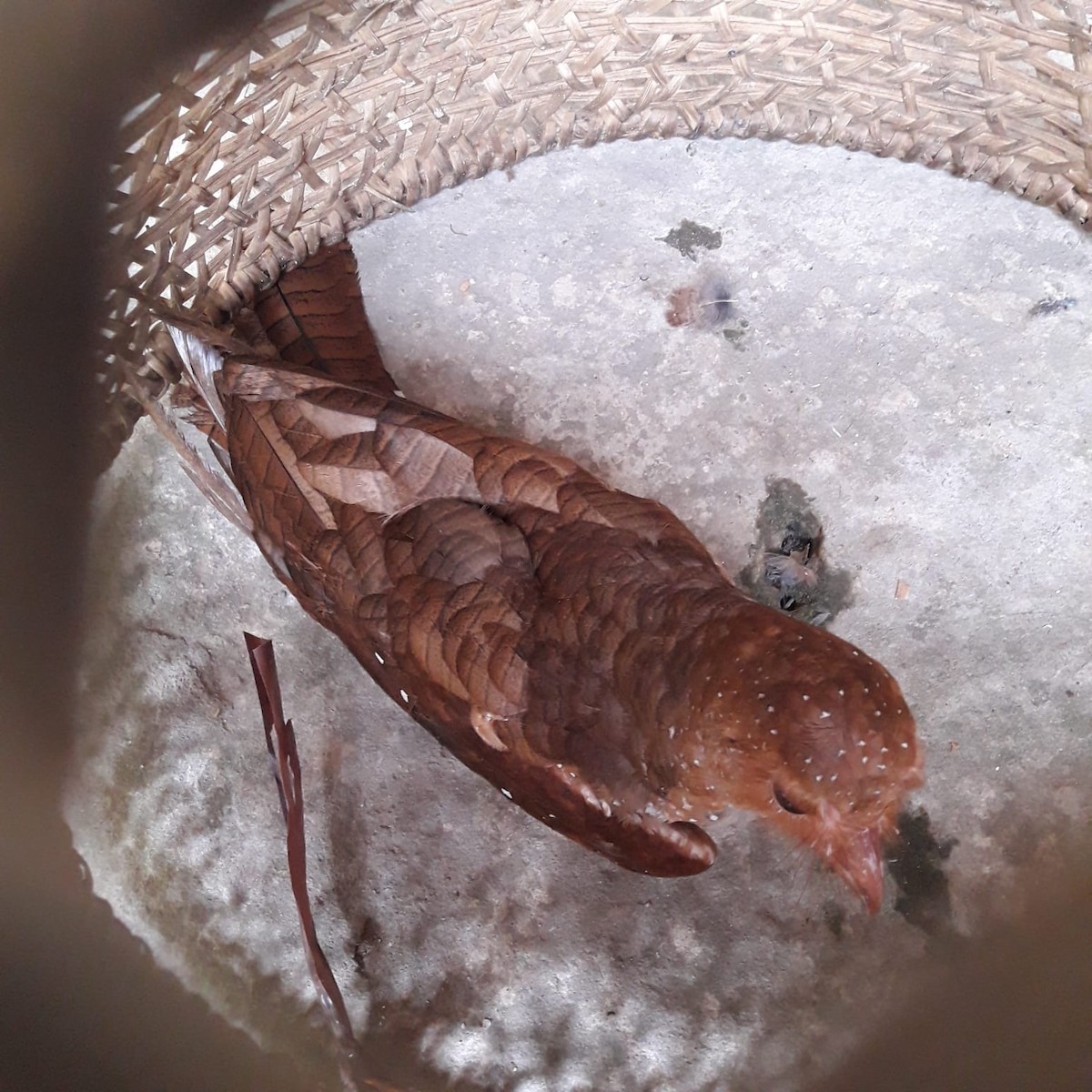 Oilbird - ML251773251