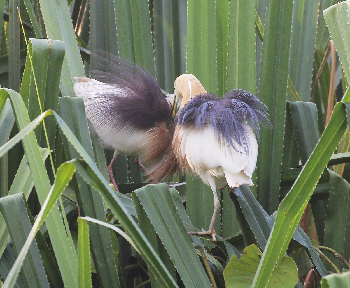 Javan Pond-Heron - Neoh Hor Kee