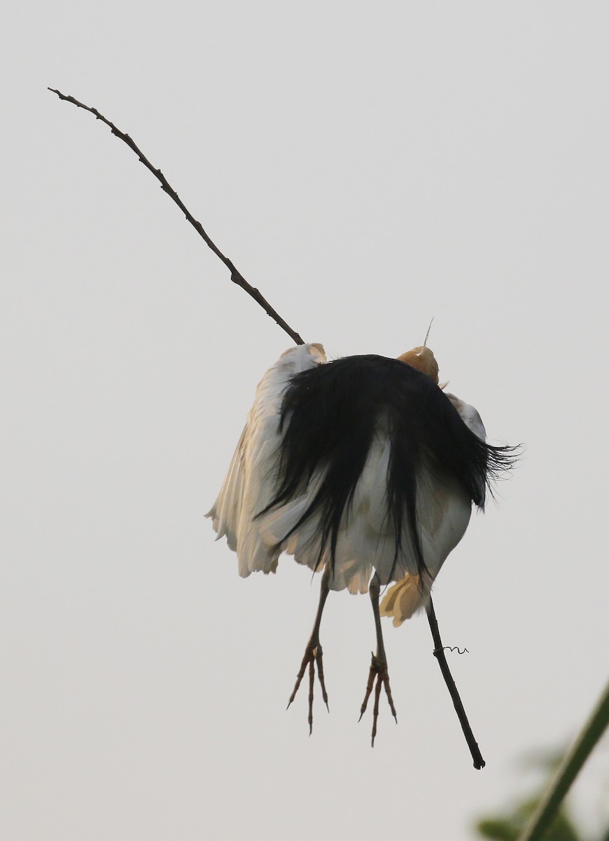 Javan Pond-Heron - Neoh Hor Kee