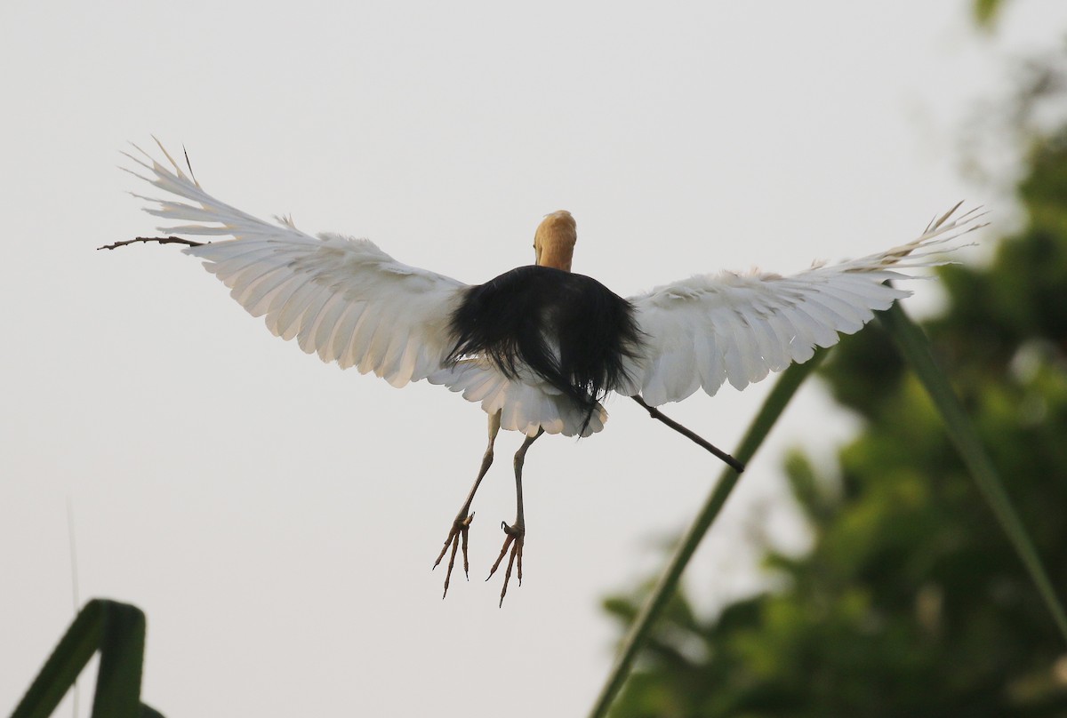 Javan Pond-Heron - ML251776811