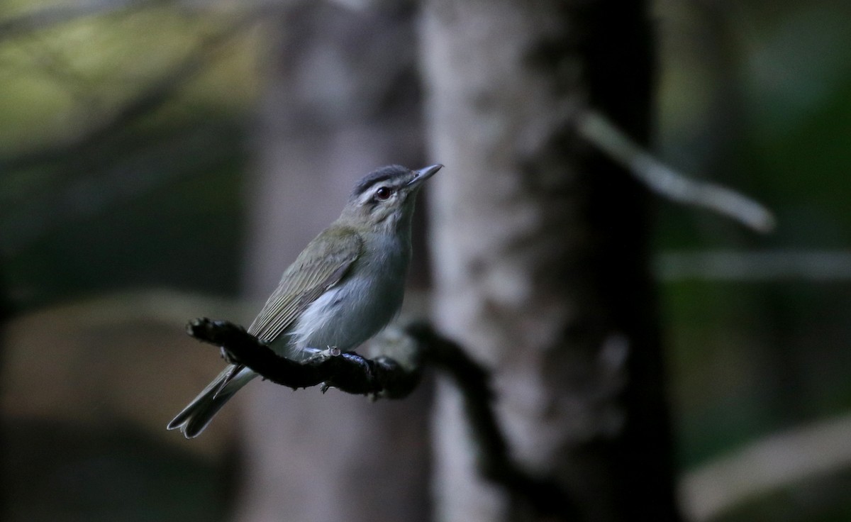 Vireo Ojirrojo - ML251779961