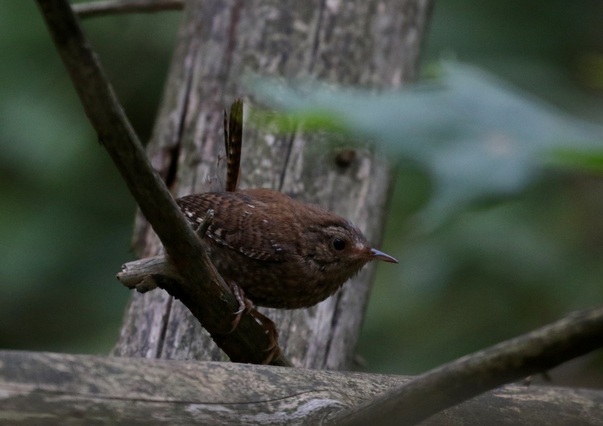 Winter Wren - Jay McGowan