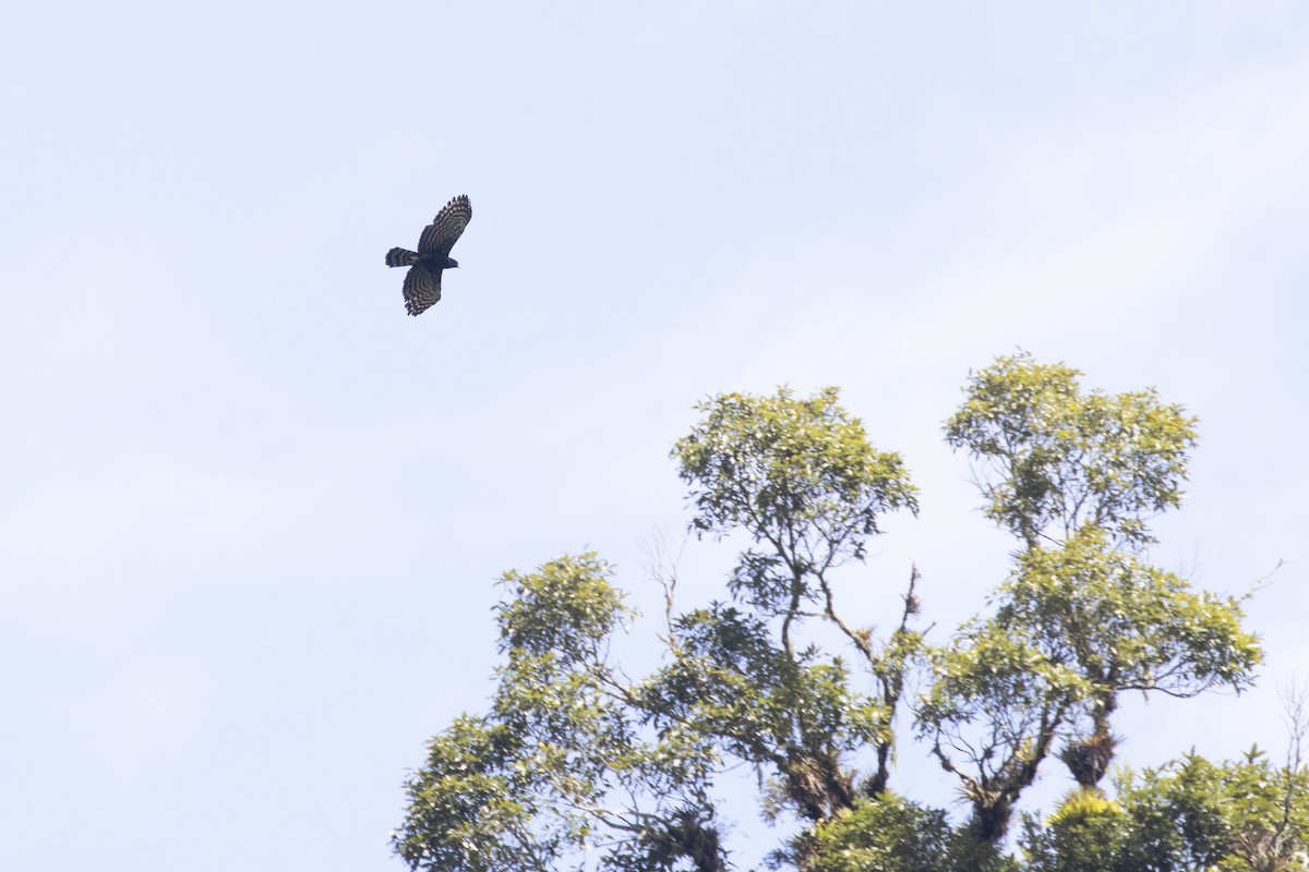 Águila Negra - ML251781251