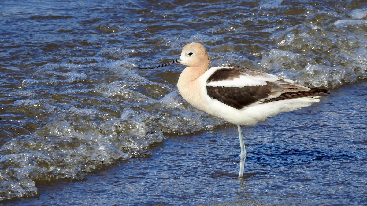 Avocette d'Amérique - ML251781401