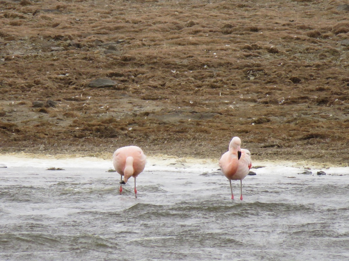 Şili Flamingosu - ML251782431