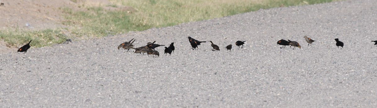 Red-winged Blackbird - ML251782951